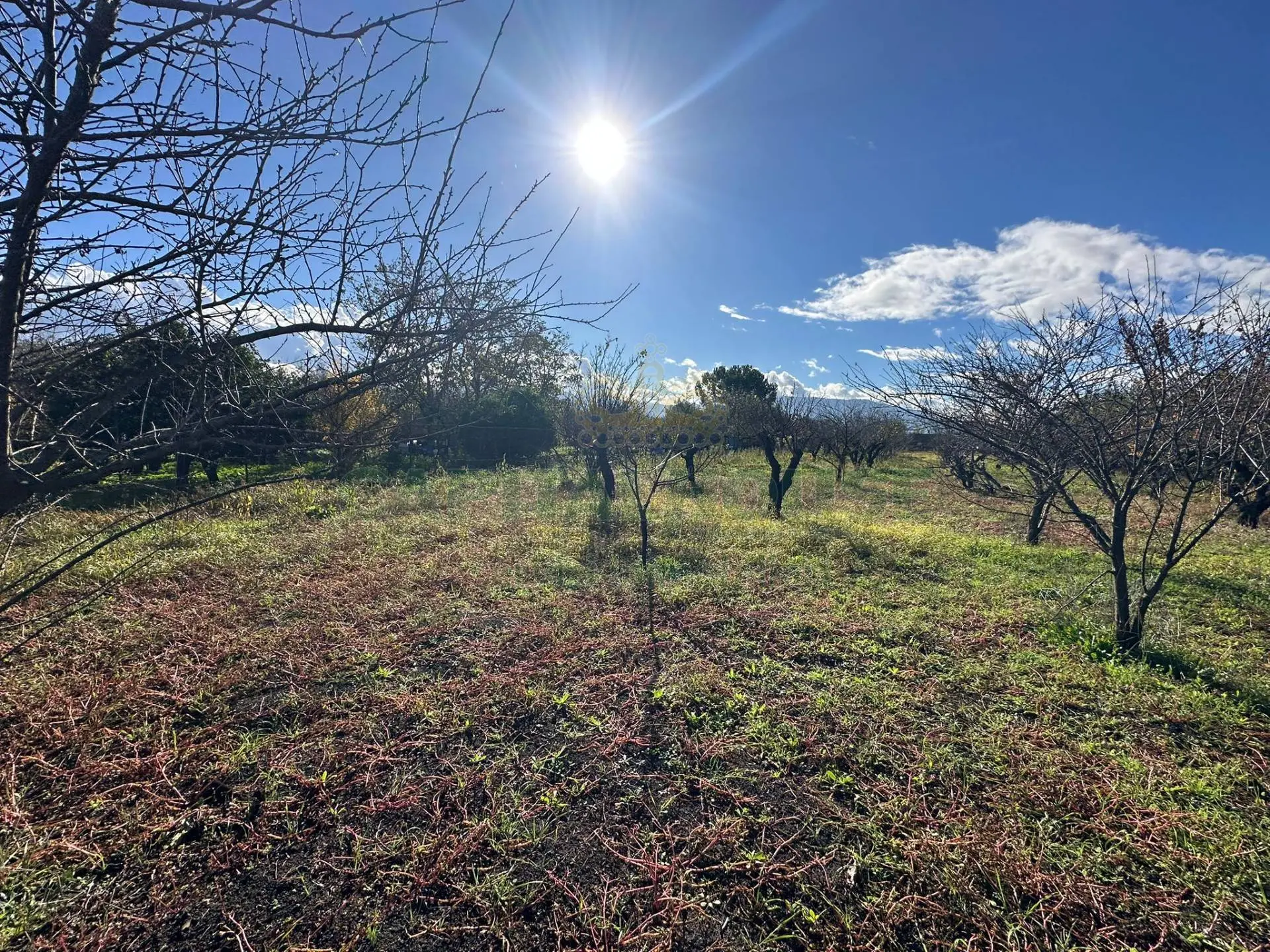 Immagine per Terreno Agricolo in vendita a Massa di Somma via vicinale ottanta moggia 