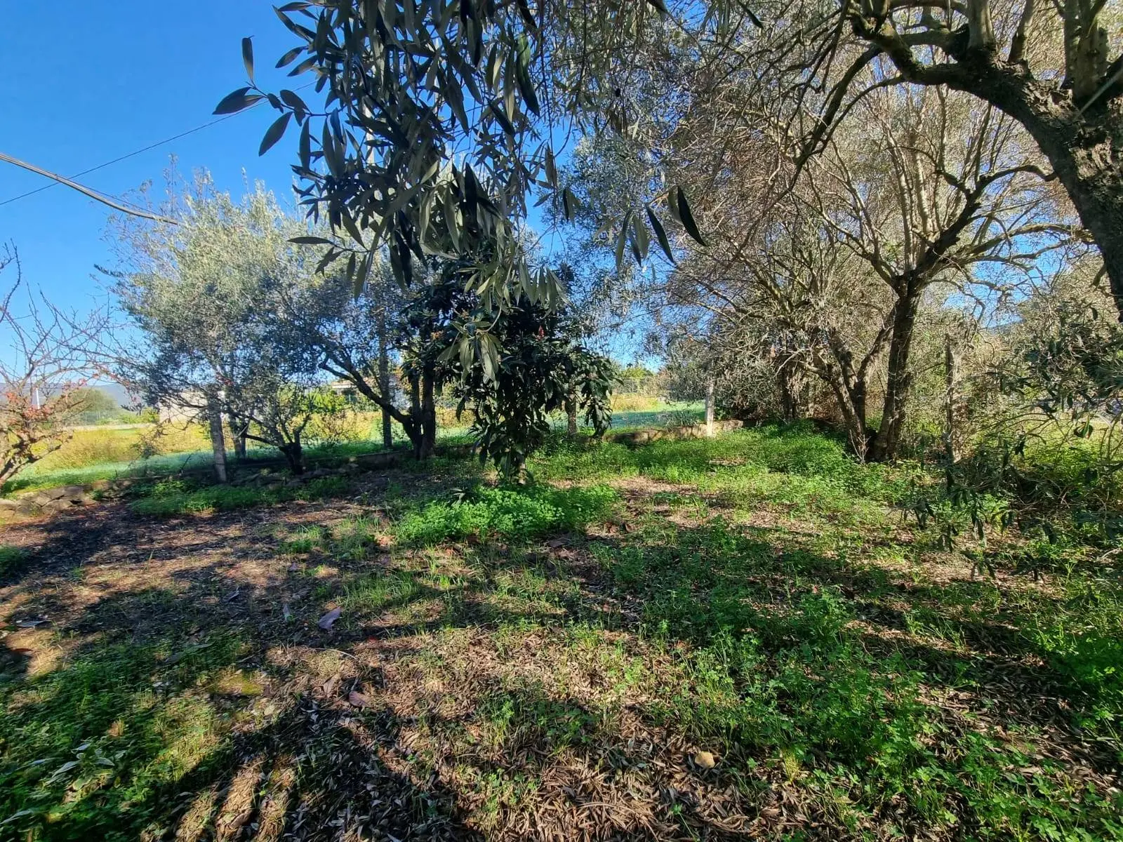 Immagine per Casa indipendente in vendita a Villaspeciosa Via Grazia Deledda 