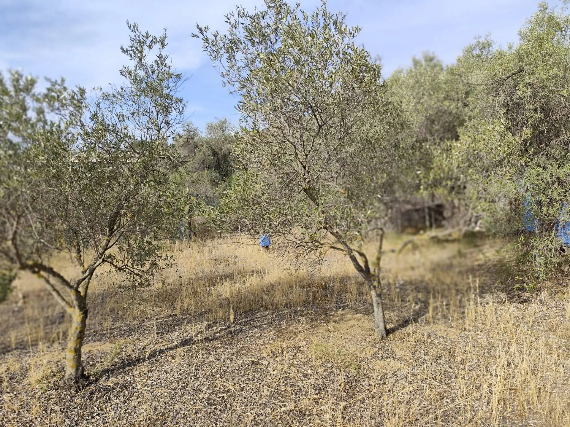 Immagine per Terreno Edificabile in vendita a Monserrato Località Su Tremini 