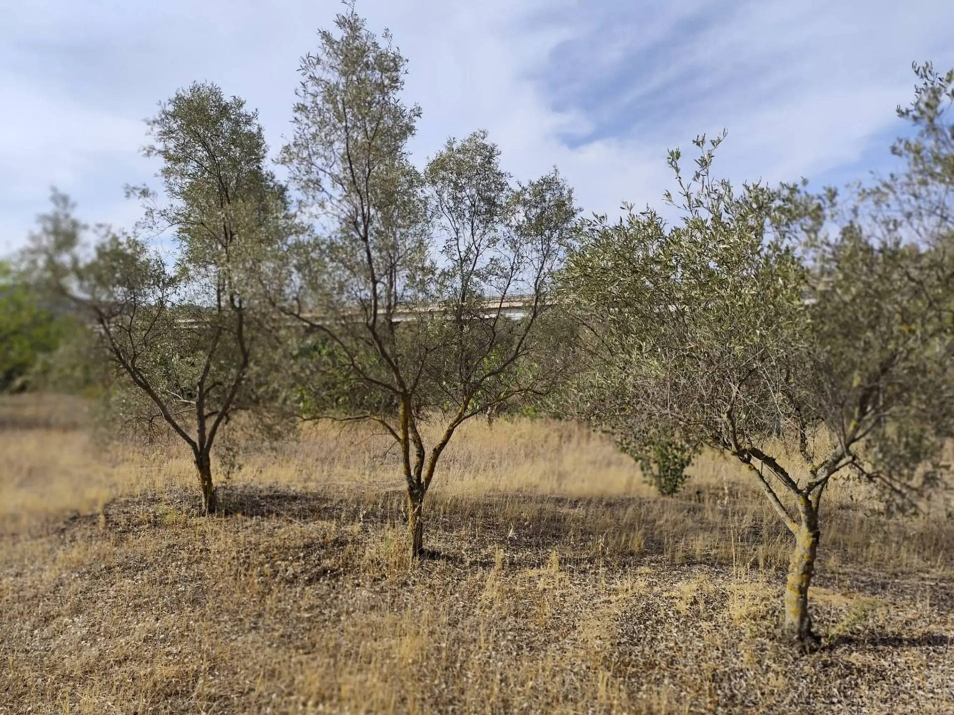 Immagine per Terreno Edificabile in vendita a Monserrato Località Su Tremini 
