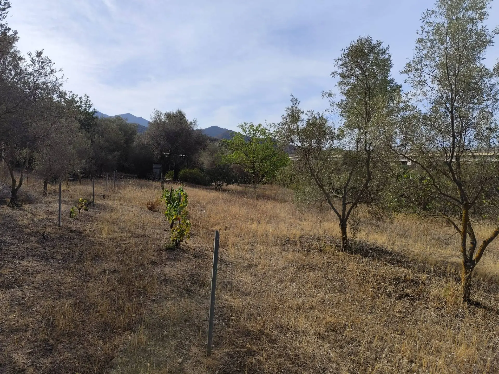 Immagine per Terreno Edificabile in vendita a Monserrato Località Su Tremini 