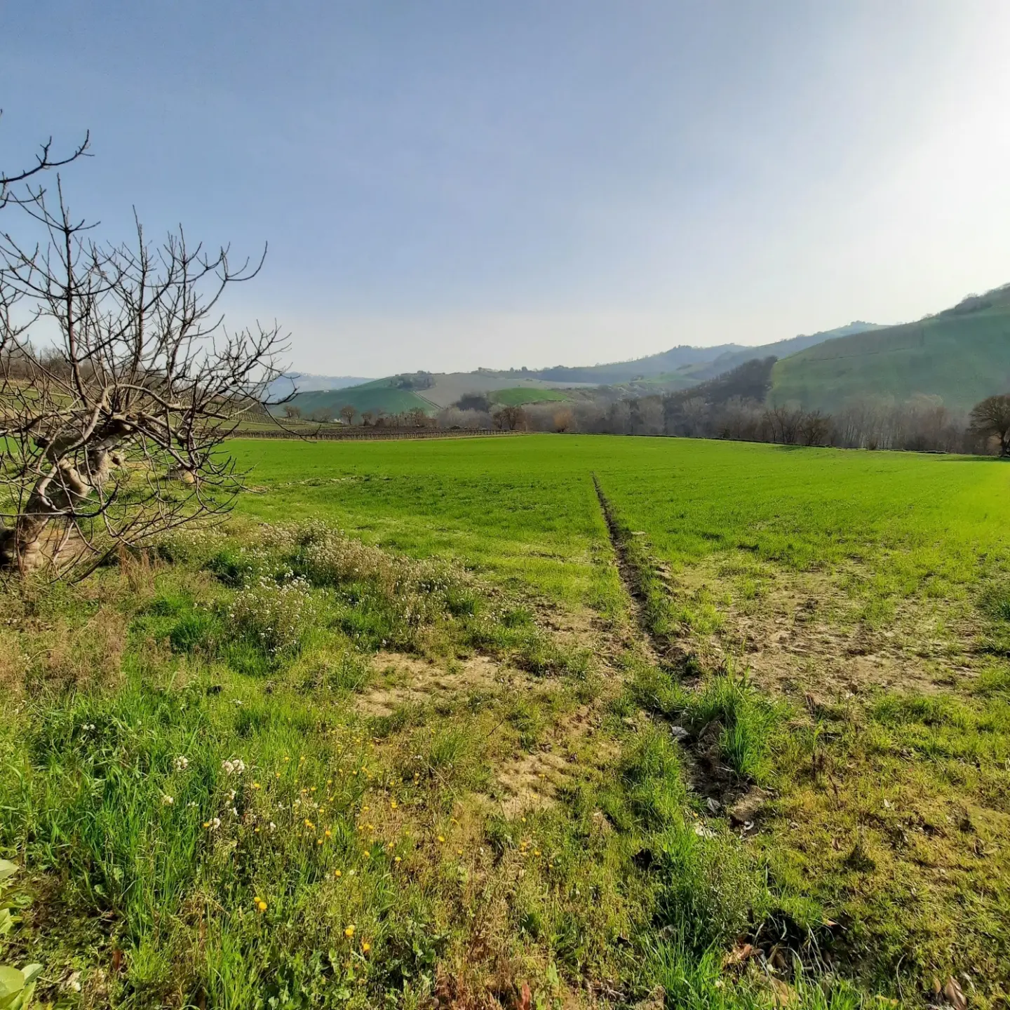 Immagine per Villa trifamiliare in vendita a Ripatransone via Contrada Case Rosse