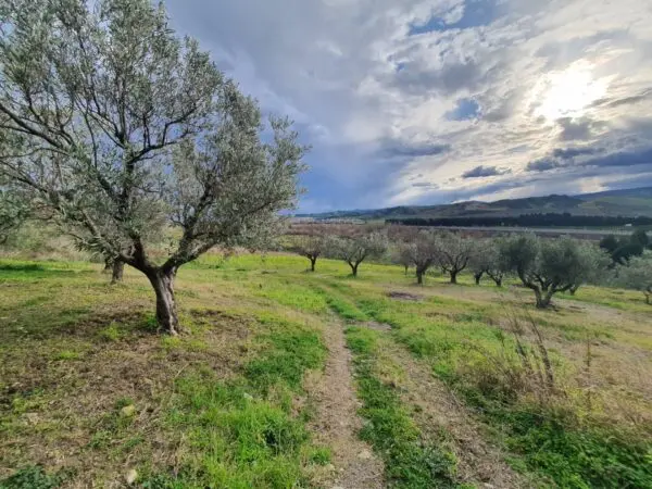 Terreno Agricolo viale Europa Snc, Catanzaro