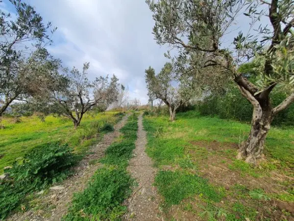 Terreno Agricolo viale Europa Snc, Catanzaro