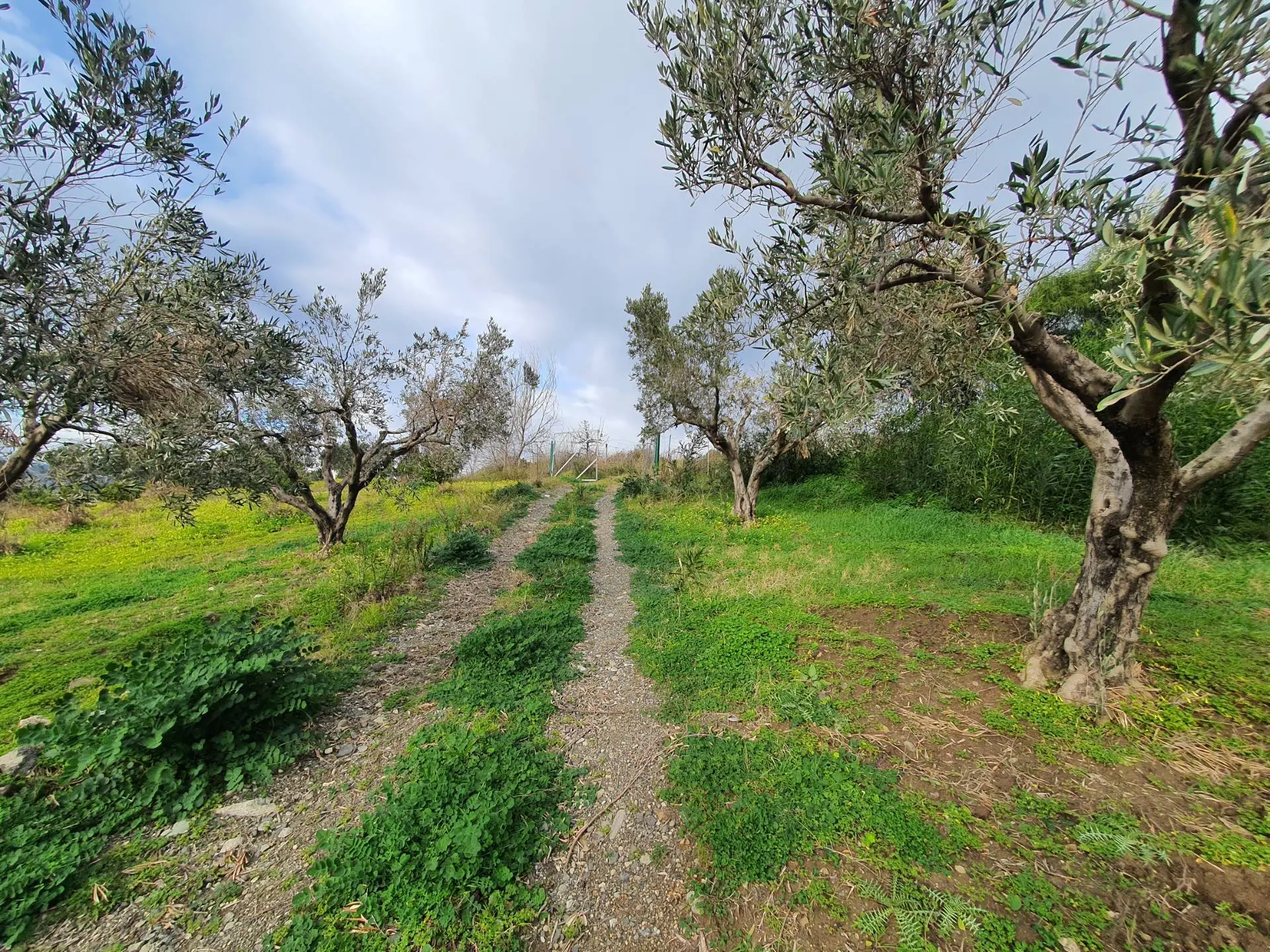 Immagine per Terreno Agricolo in vendita a Catanzaro Viale Europa snc