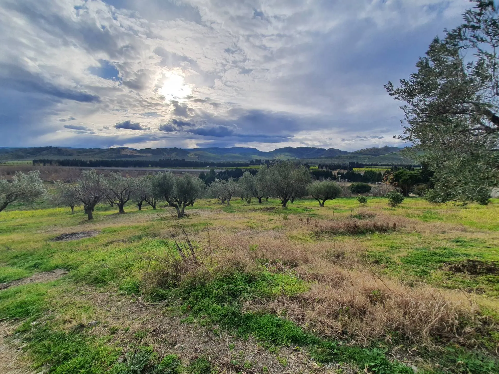 Immagine per Terreno Agricolo in vendita a Catanzaro Viale Europa snc