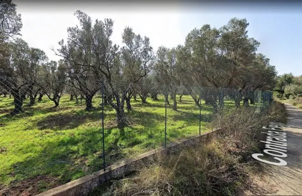 Terreno Agricolo via Contrada Fiego, San Floro