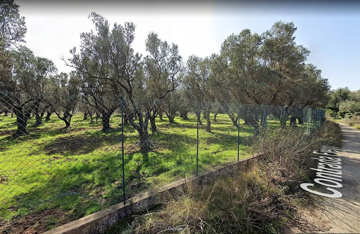 Immagine per Terreno Agricolo in vendita a San Floro Contrada Fiego 