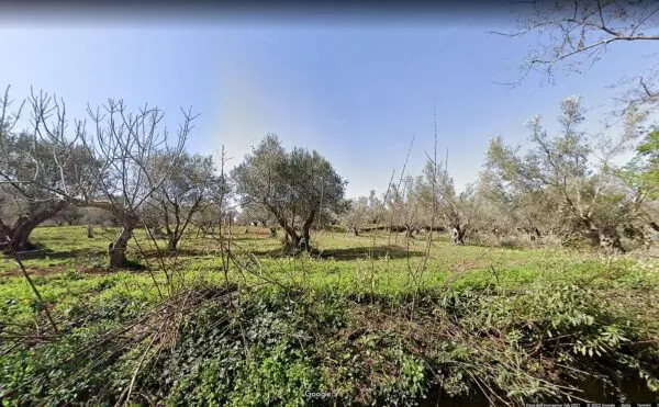 Terreno Agricolo via Contrada Fiego, San Floro
