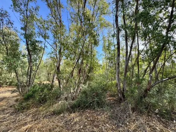 Terreno Agricolo strada Vicinale Nuraghe, Villasalto