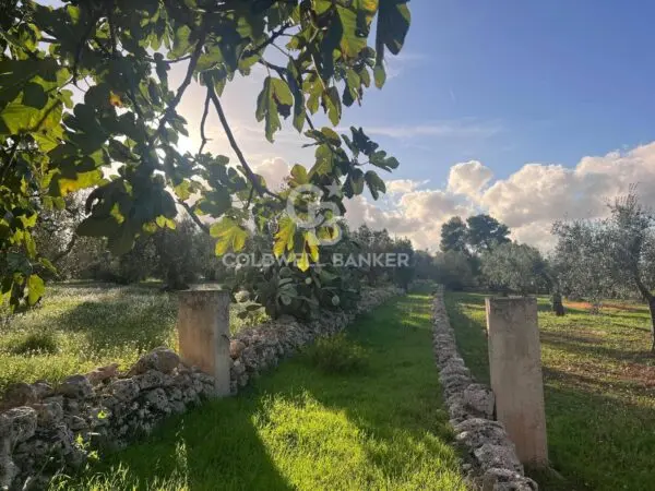 Terreno Agricolo via Contrada Boccadoro, Ostuni
