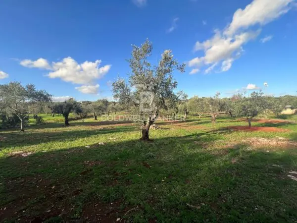 Terreno Agricolo via Contrada Boccadoro, Ostuni
