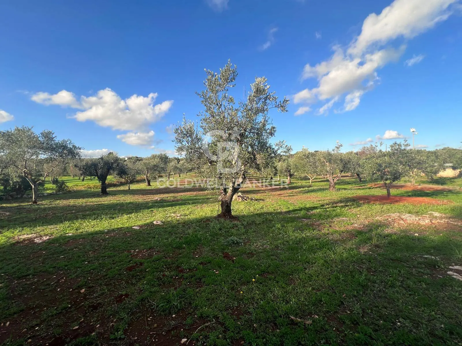 Immagine per Terreno Agricolo in vendita a Ostuni Contrada Boccadoro 