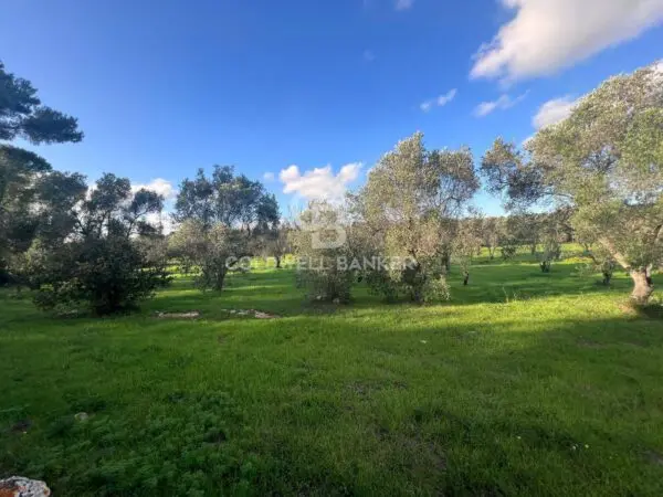 Terreno Agricolo via Contrada Boccadoro, Ostuni