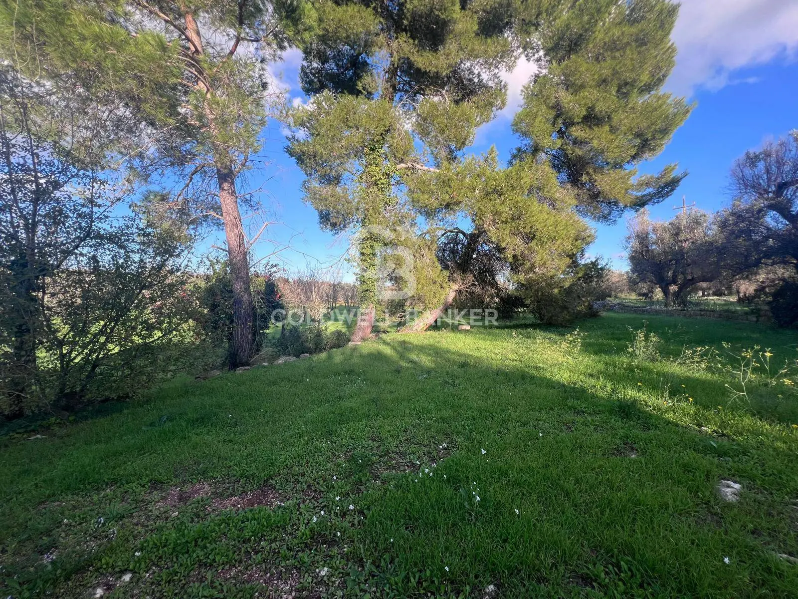 Immagine per Terreno Agricolo in vendita a Ostuni Contrada Boccadoro 