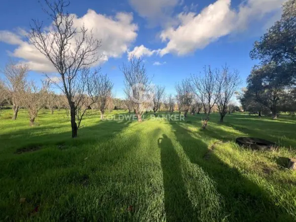 Terreno Agricolo via Contrada Boccadoro, Ostuni