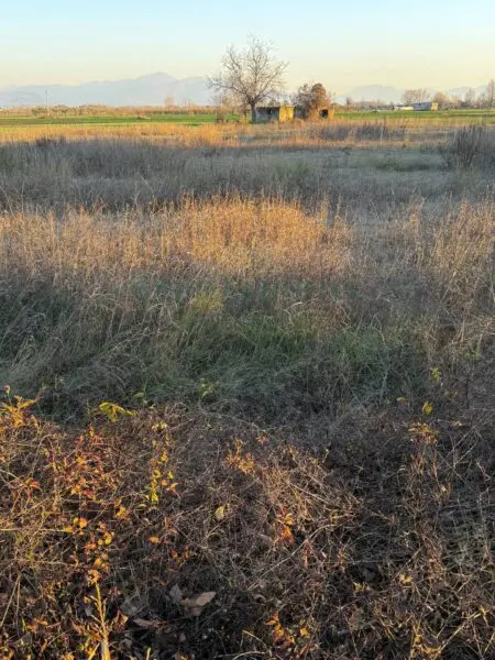 Terreno Agricolo via Vecchia Del Bosco, Marigliano
