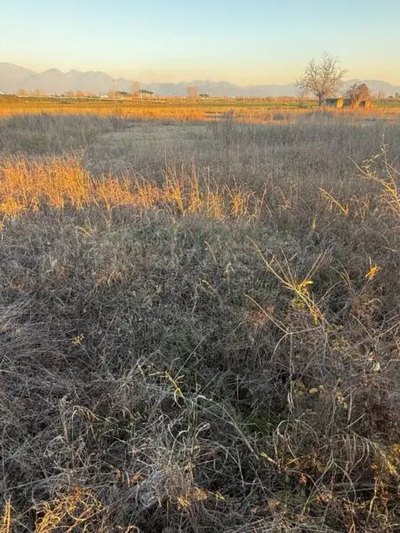 Terreno Agricolo via Vecchia Del Bosco, Marigliano