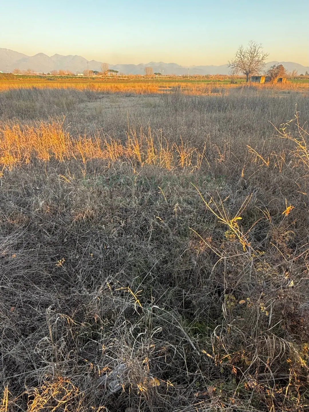 Immagine per Terreno Agricolo in vendita a Marigliano via Vecchia del Bosco 