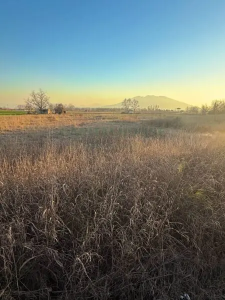 Terreno Agricolo via Vecchia Del Bosco, Marigliano