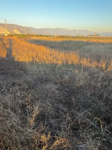 Terreno Agricolo via Vecchia Del Bosco, Marigliano