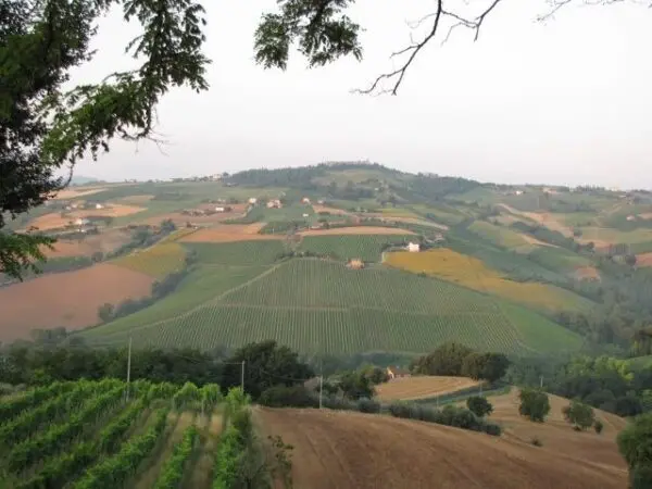 Azienda Agricola via Bivio Madonna Delle Piane, Ripatransone