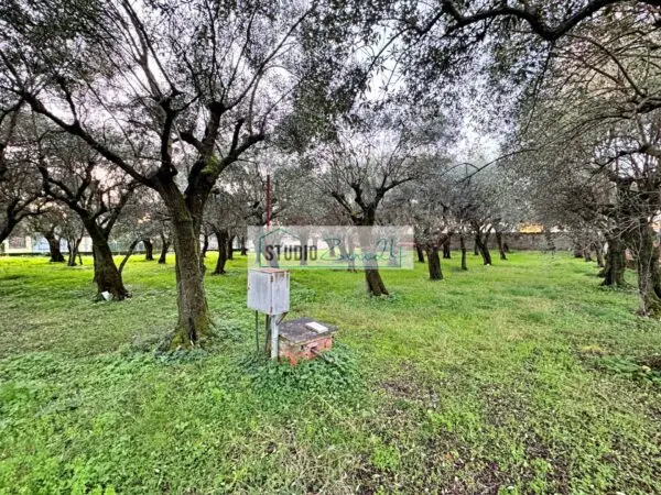 Casa Semindipendente via Barsanti 23, Seravezza
