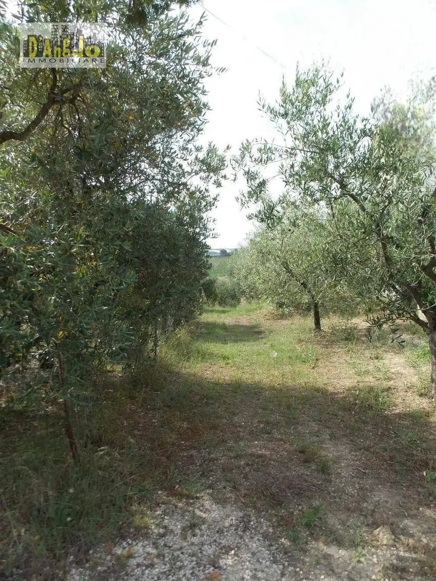 Immagine per Casa indipendente in vendita a Offida Contrada San Lazzaro 