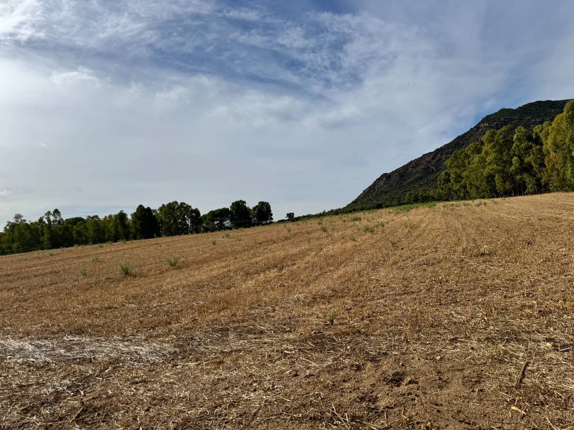 Immagine per Terreno Agricolo in vendita a Villasalto Strada dell'Erica 