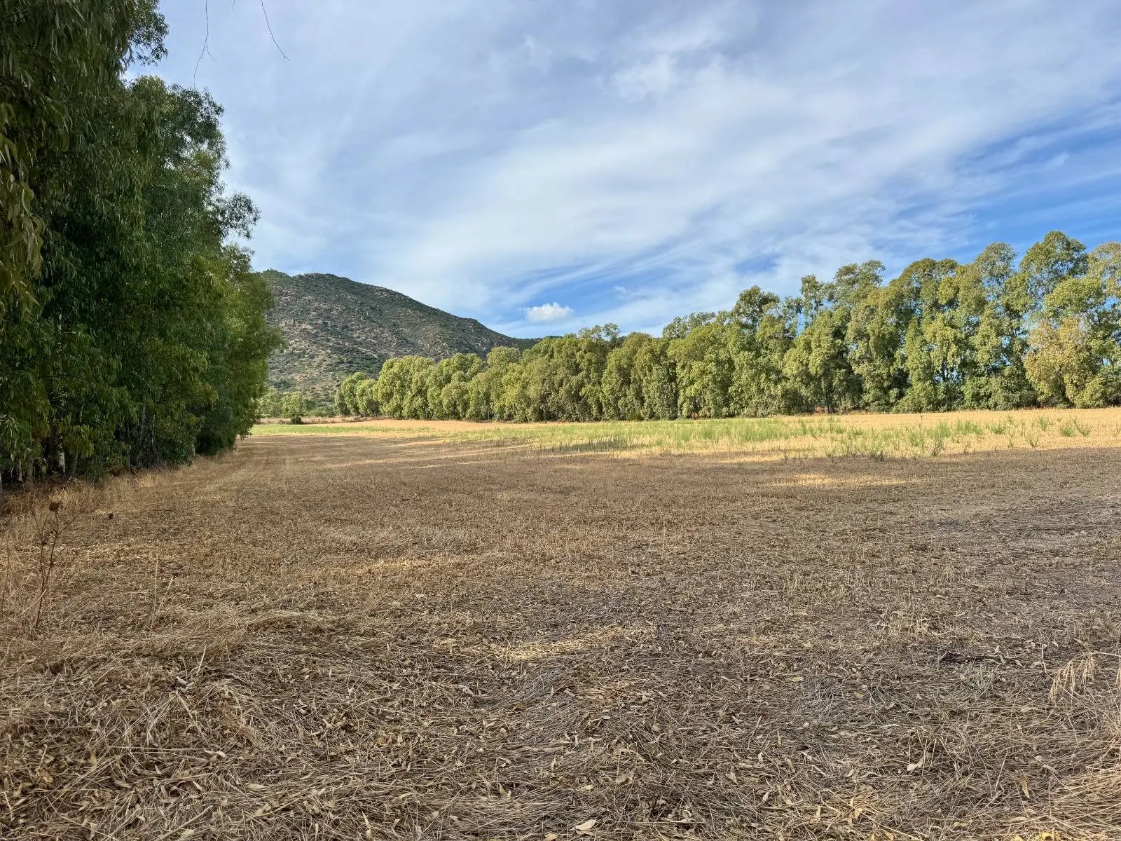 Immagine per Terreno Agricolo in vendita a Villasalto Strada dell'Erica 