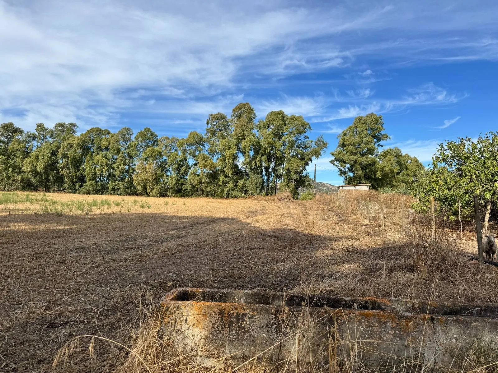Immagine per Terreno Agricolo in vendita a Villasalto Strada dell'Erica 