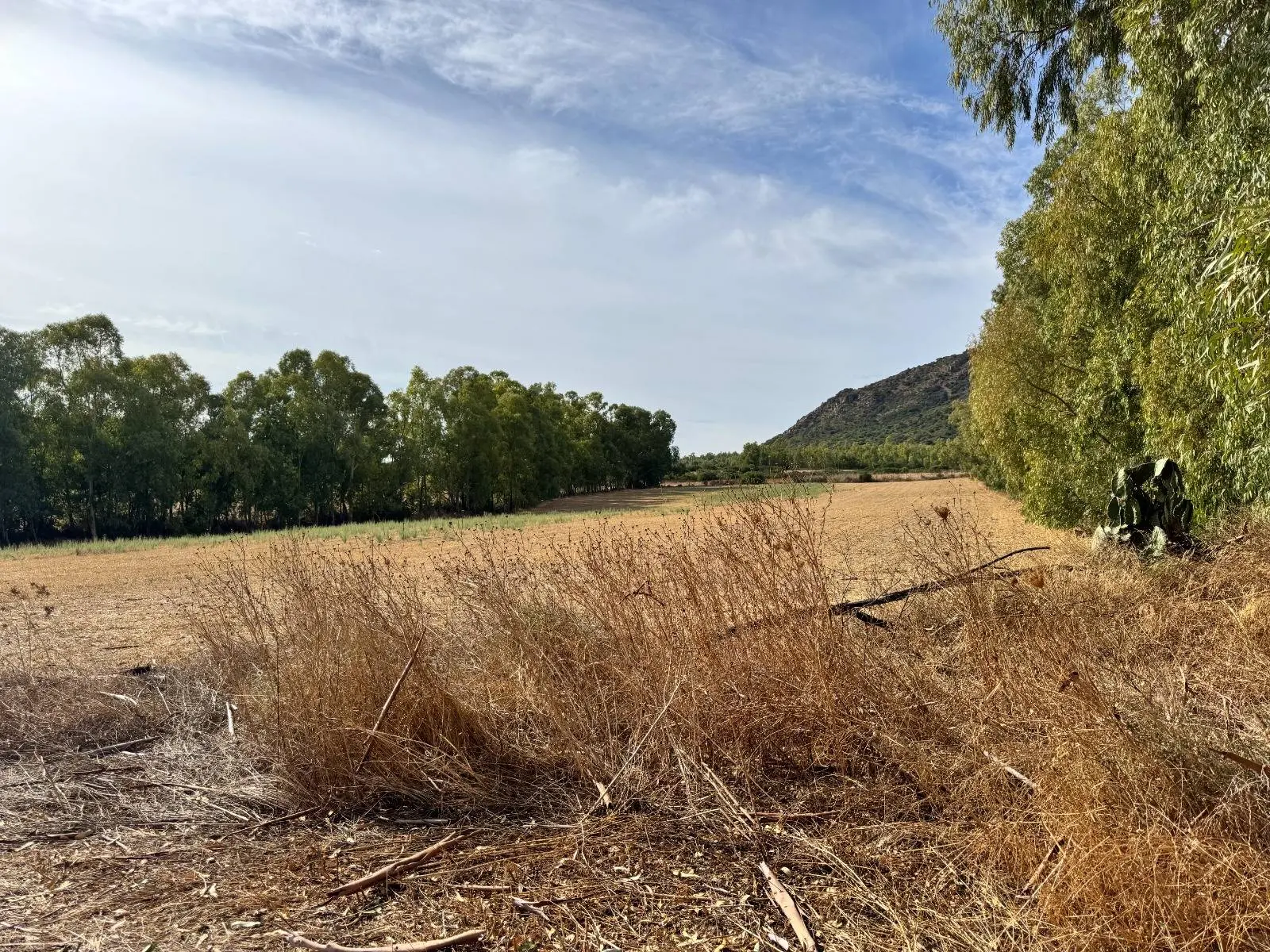 Immagine per Terreno Agricolo in vendita a Villasalto Strada dell'Erica 