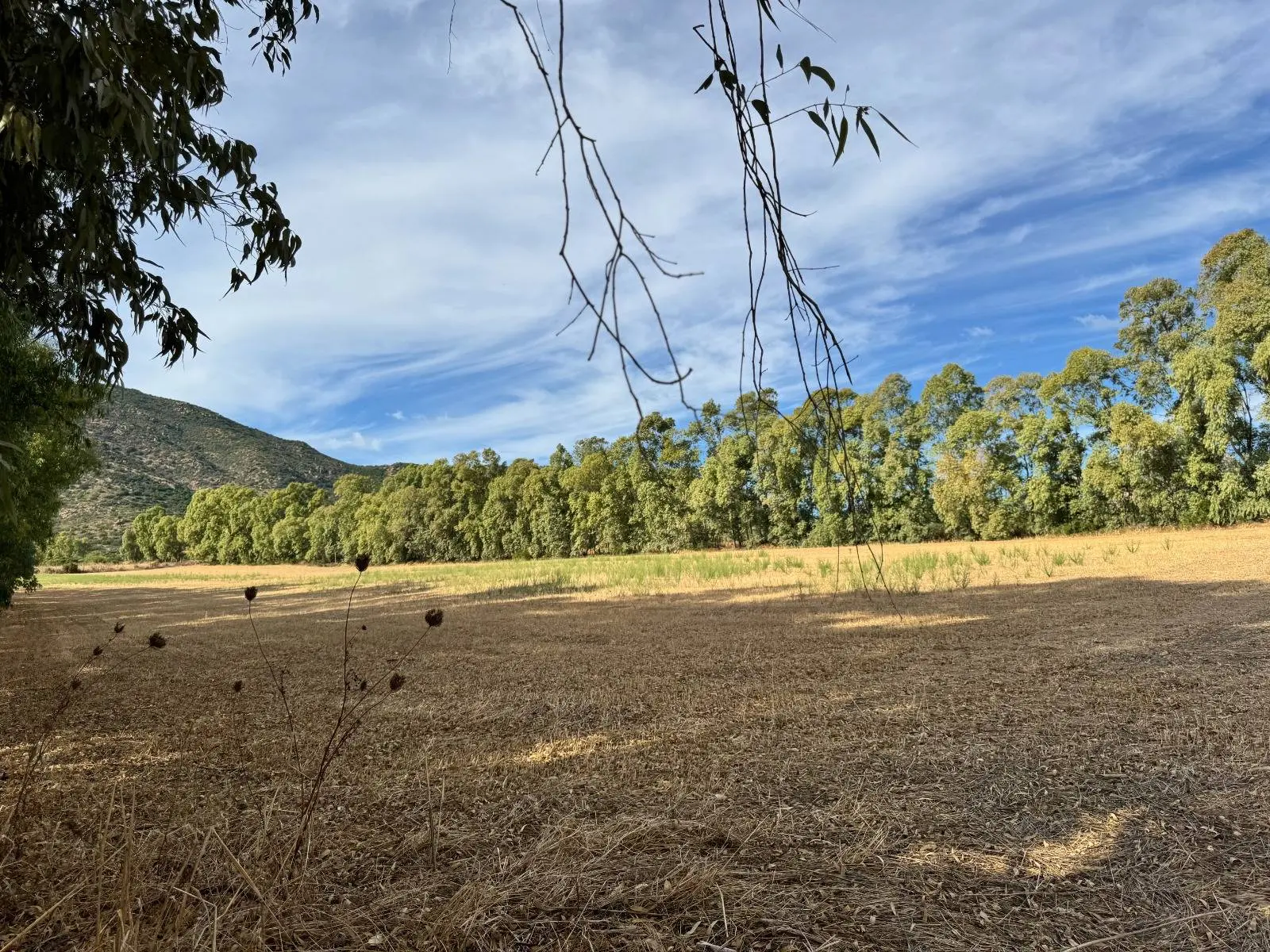 Immagine per Terreno Agricolo in vendita a Villasalto Strada dell'Erica 