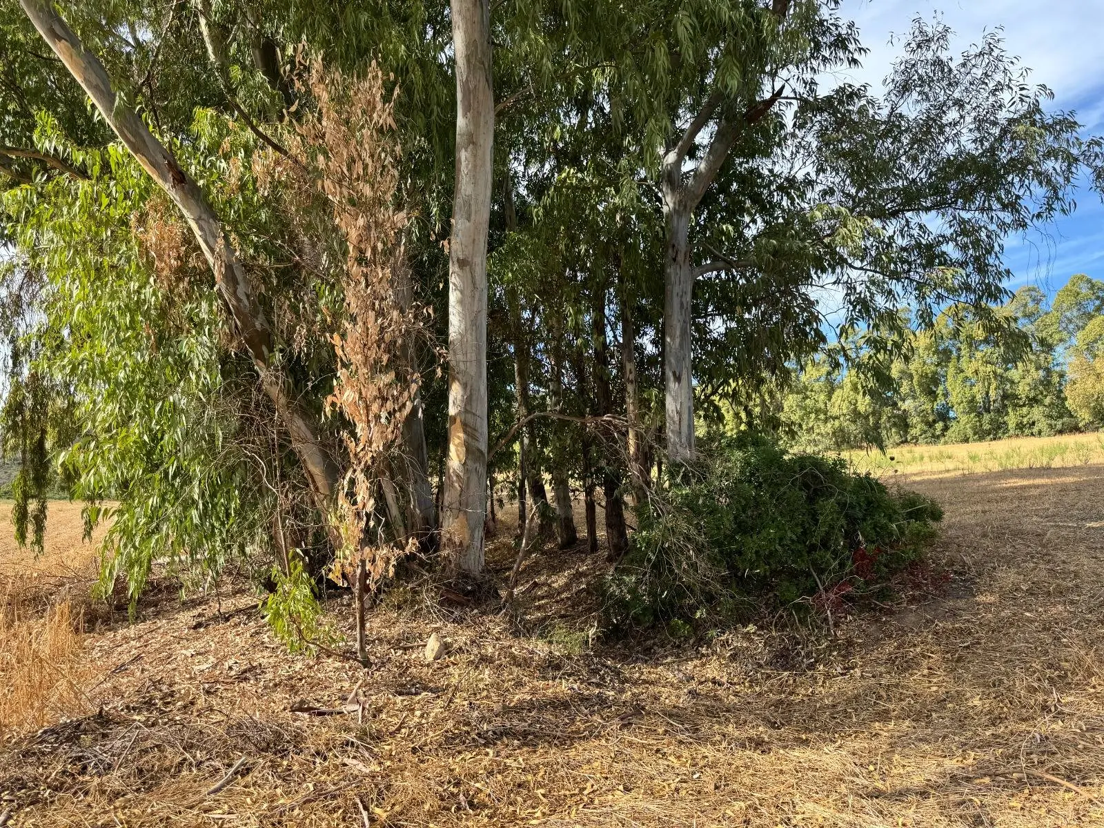 Immagine per Terreno Agricolo in vendita a Villasalto Strada dell'Erica 