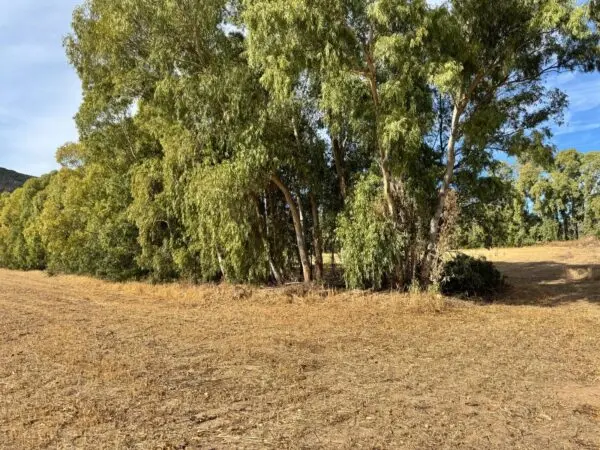 Terreno Agricolo Strada Dell'Erica, Villasalto