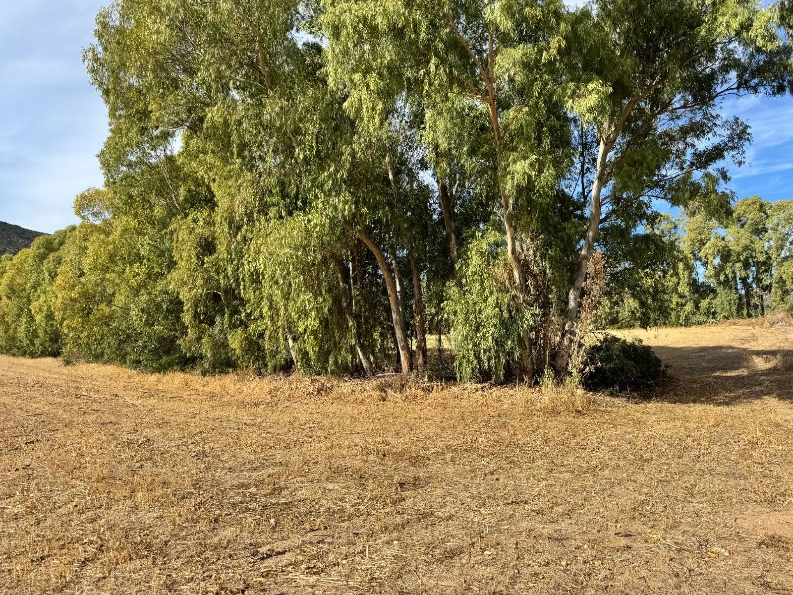Immagine per Terreno Agricolo in vendita a Villasalto Strada dell'Erica 
