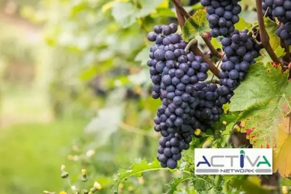 Attività Commerciale via Torino, Castiglione Torinese