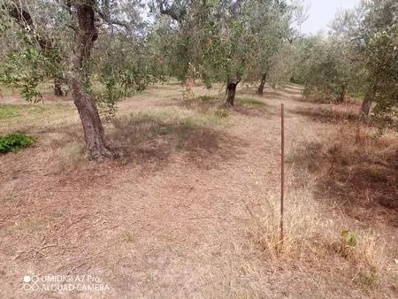 Vigneto Lanciano
