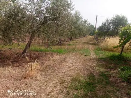Vigneto Lanciano