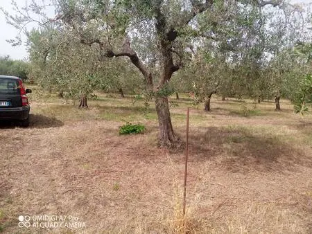 Vigneto Lanciano