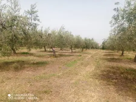 Vigneto Lanciano