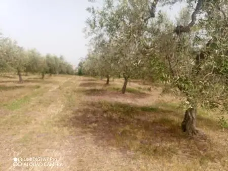 Vigneto Lanciano
