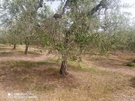 Vigneto Lanciano
