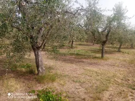 Vigneto Lanciano