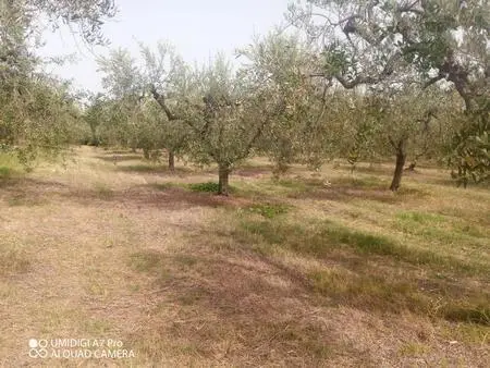Vigneto Lanciano