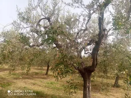 Vigneto Lanciano