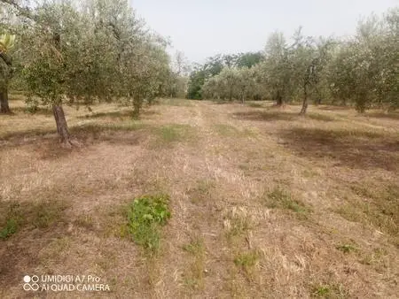 Vigneto Lanciano