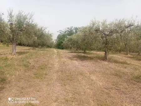 Vigneto Lanciano