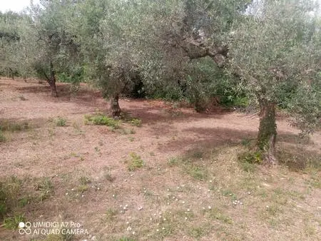 Vigneto Lanciano