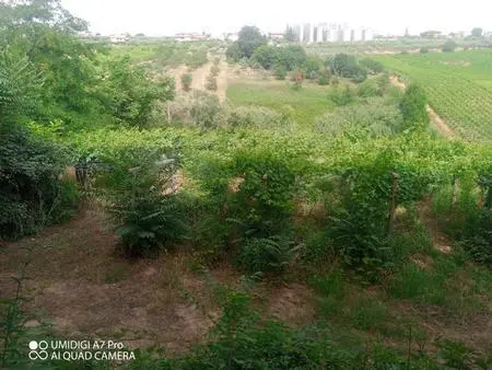 Vigneto Lanciano